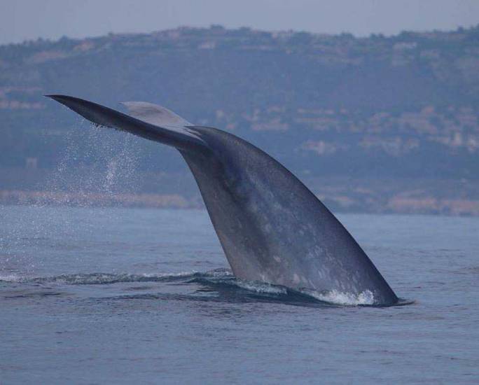 Blue Whales Feeding in Laguna Beach