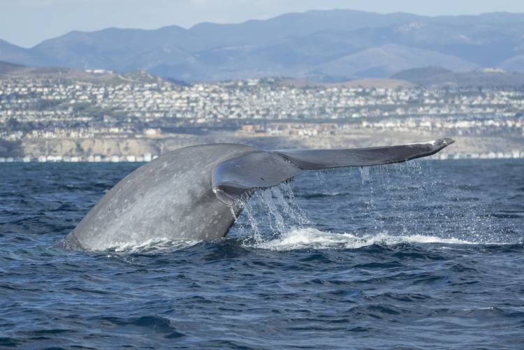 Blue Whales Feeding in Laguna Beach