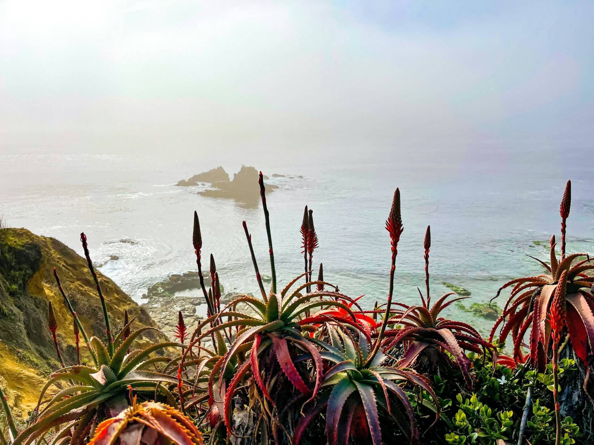 Laguna's Beaches